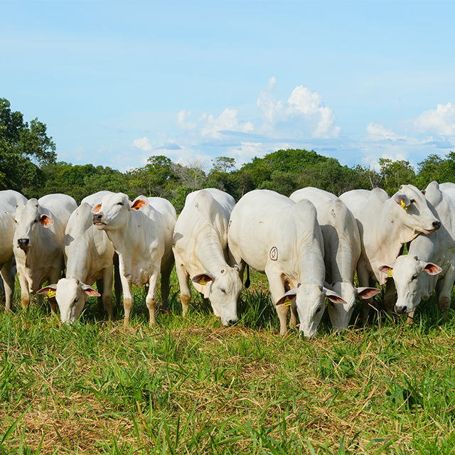 Proceso de laboratorio EmbrionajeLife