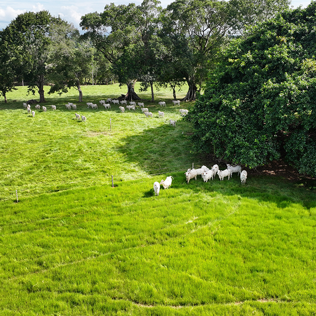 Equipo técnico EmbrionajeLife Masaf