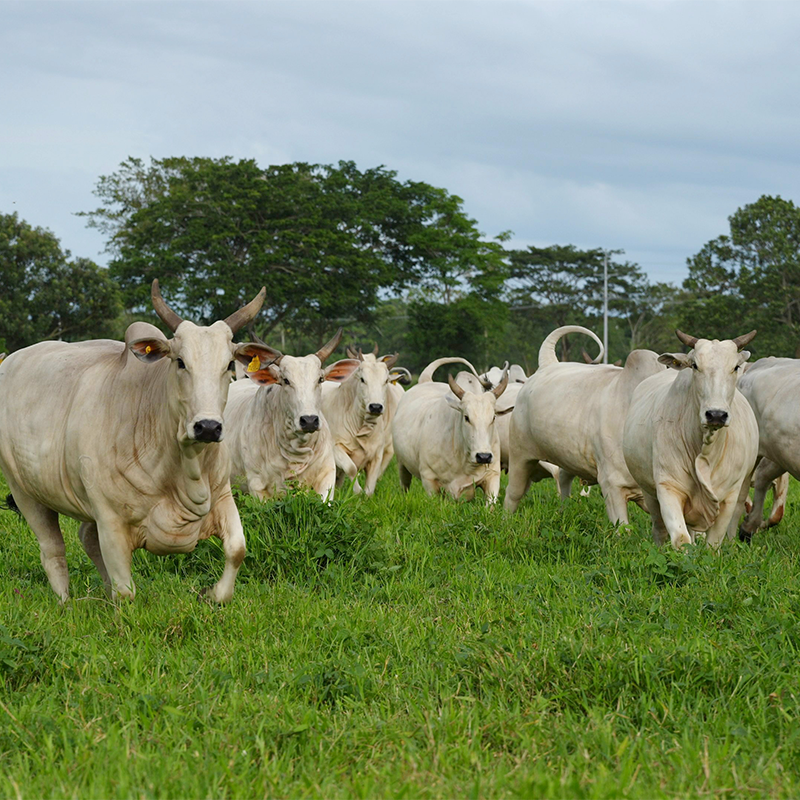 Gestión de campo reproductiva
