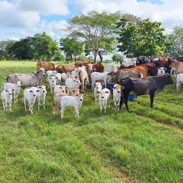 Biotecnología reproductiva bovina